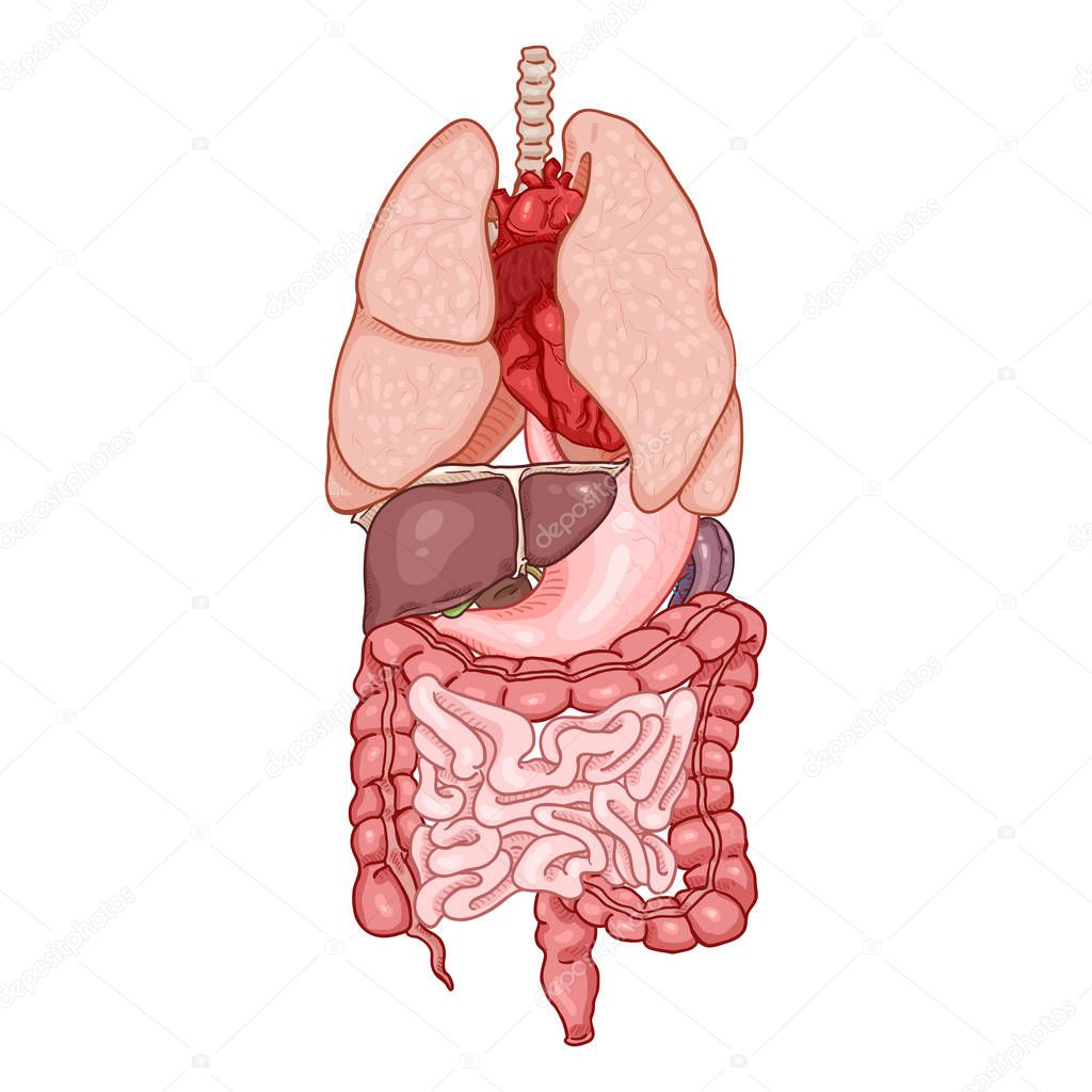 Vector Cartoon Set of Anatomical Human Organs.