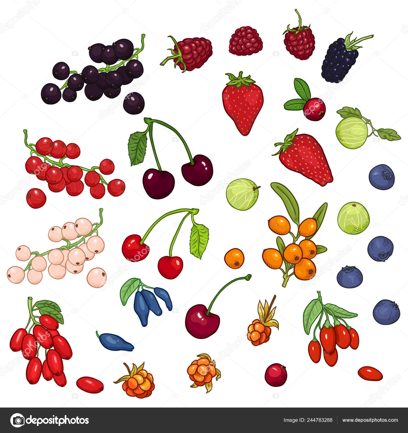 Vector Set Cartoon Berries Different Types Variations — Stock Vector © nikiteev 244783288