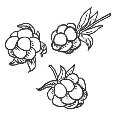 Kroki Cloudberry illüstrasyon vektör kümesi