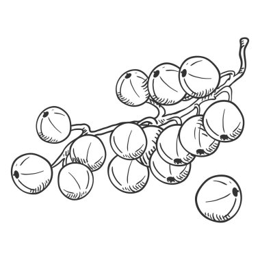 Vektör kroki Siyah frenk üzümü meyve dalı