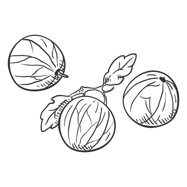 Vector Sketch Gooseberry Ilustración — Vector de stock