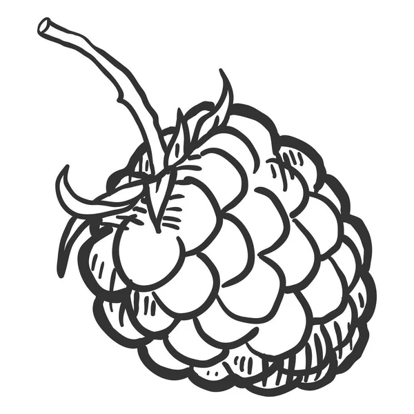 Vector Sketch Raspberry Illustration - Stok Vektor