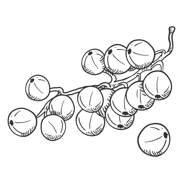Вектор Ескіз Ягід Чорної Смородини Гілці — стоковий вектор