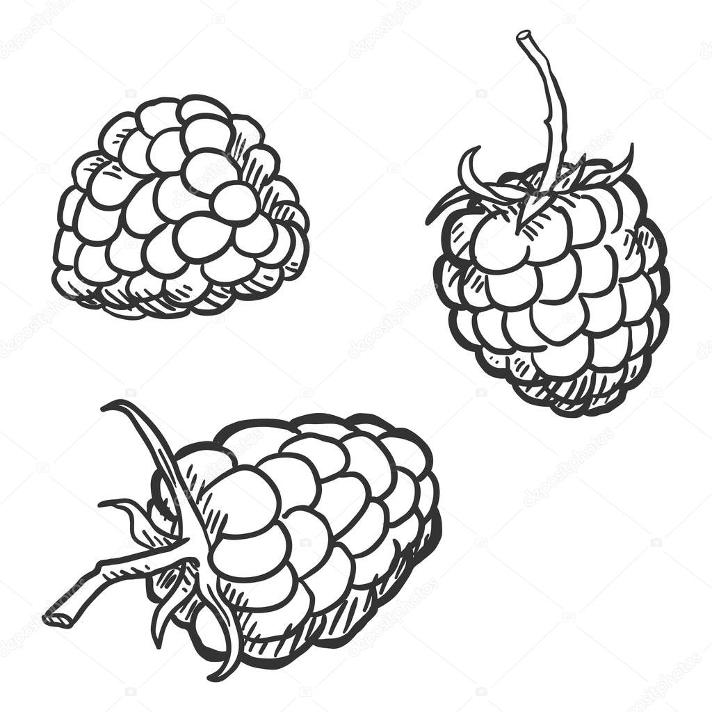 Vector Set of Sketch Raspberry