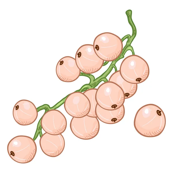 Vector Cartoon White Currant Berries Branch - Stok Vektor