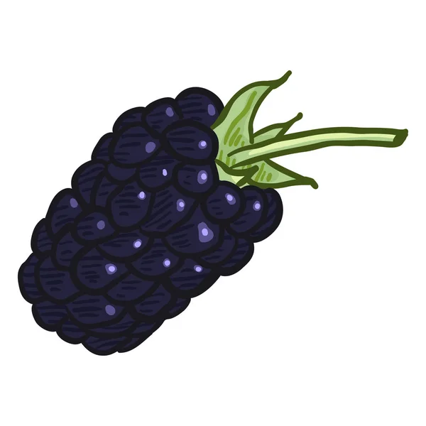 Vektor Einzelner Cartoon Blackberry — Stockvektor