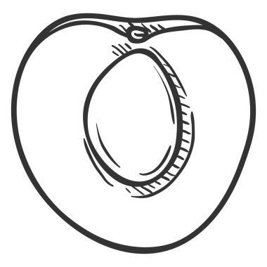 Vektör kayısı yarısı kroki