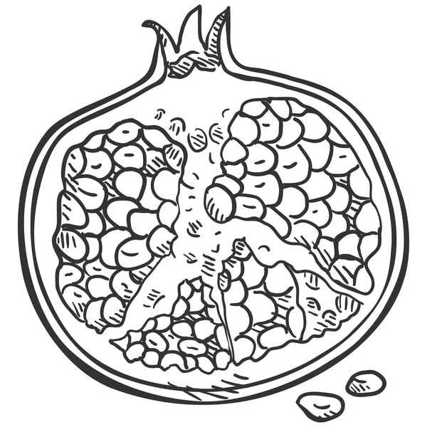 Векторний Ескіз Відкритий Гранат — стоковий вектор