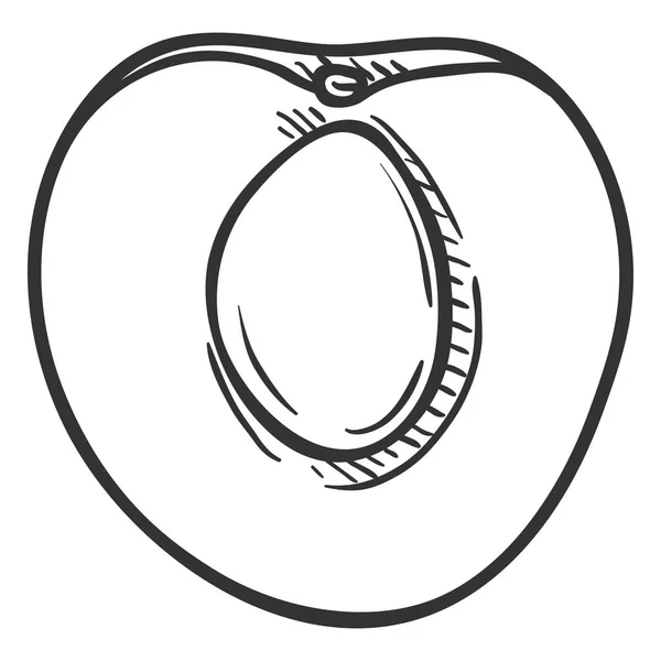 Векторный Эскиз Половины Абрикоса — стоковый вектор