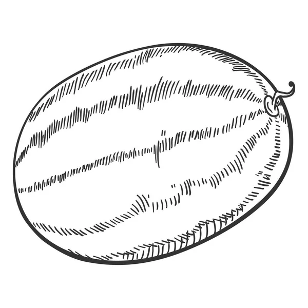 Vector Schets Hele Watermeloen — Stockvector