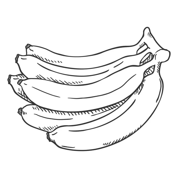 Векторный Эскиз Грозди Бананов — стоковый вектор