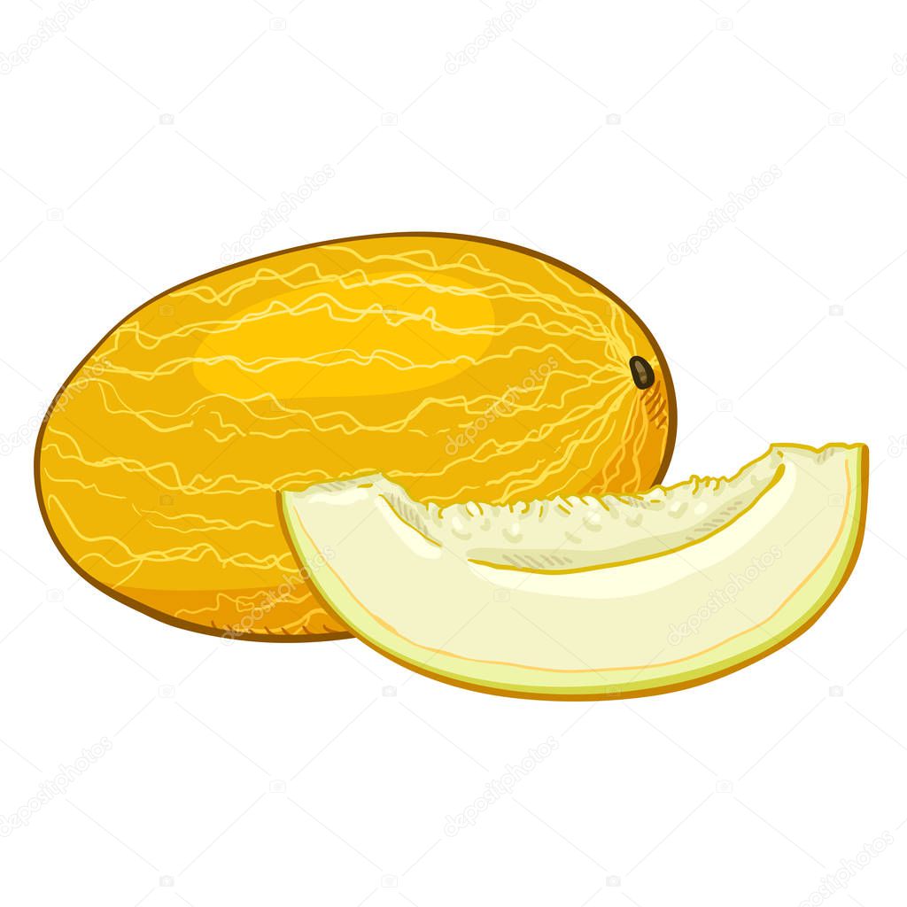 Vector de dibujos animados Melón amarillo y pedazo de ella. 2023