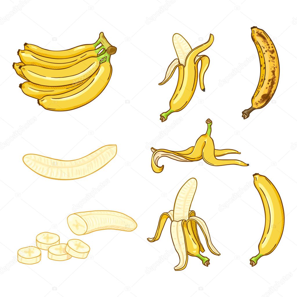 Vector Cartoon Set of Various Banana Illustrations