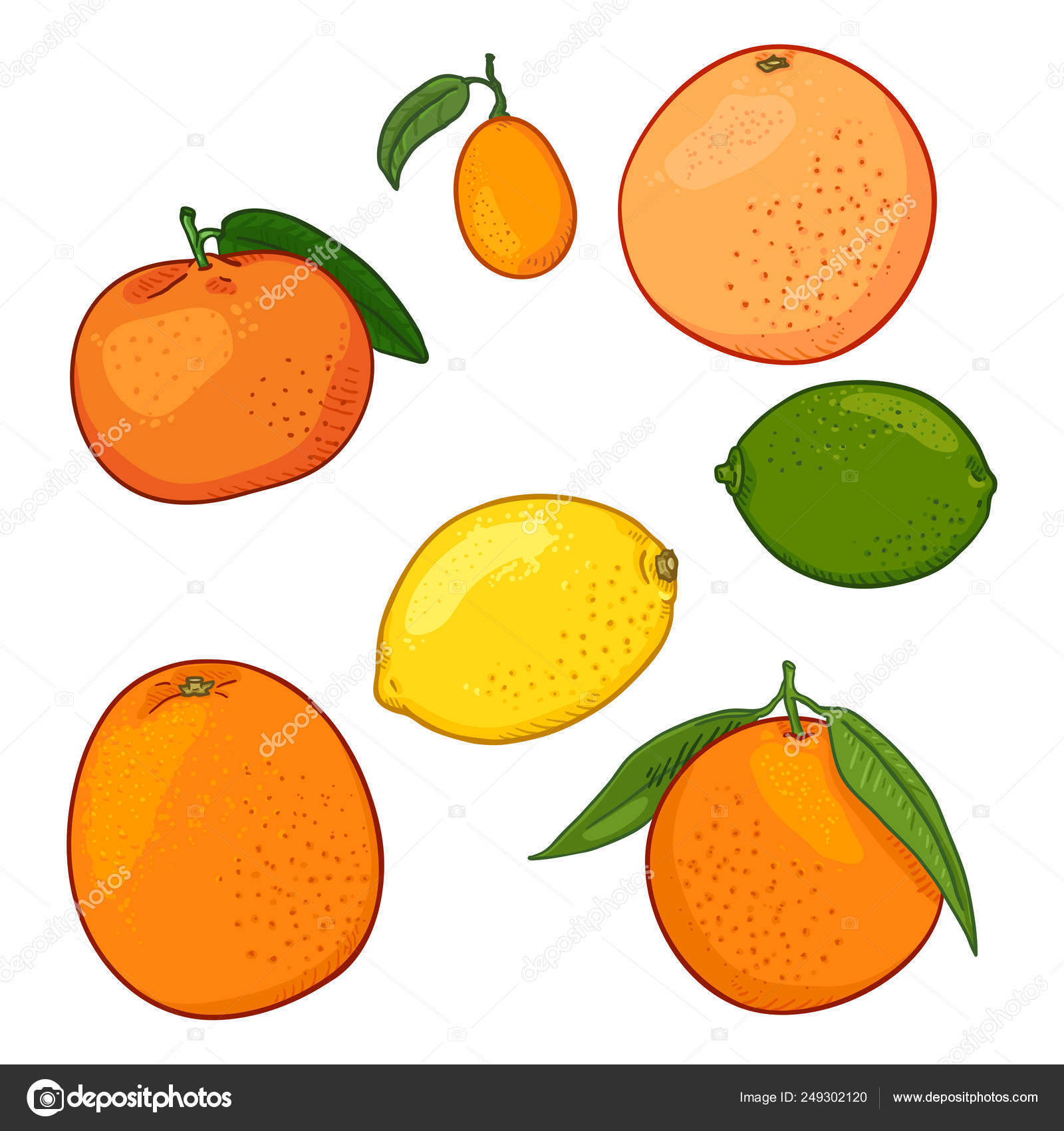 Vector Set of Cartoon Citrus Fruits. ⬇ Vector Image by © nikiteev Vector Stock 249302120