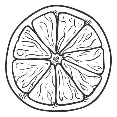 Vector Sketch Citrus Fruit Slice. vector