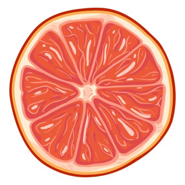 Vector Cartoon Grapefruit Round Slice vector