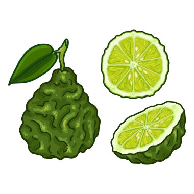 Vektör Set çizgi film Bergamot meyve.