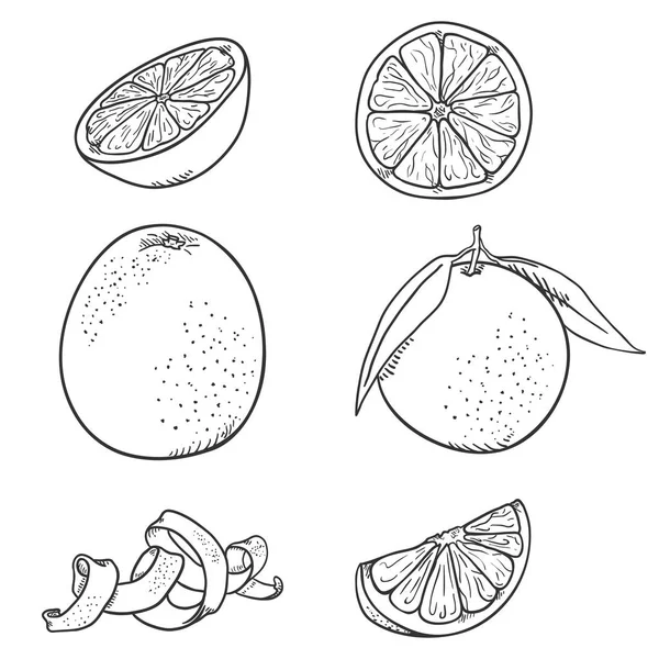 Conjunto de Vectores de Bosquejo Naranja Frutas . — Archivo Imágenes Vectoriales