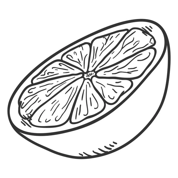 Vector Sketch Citrus Fruit Slice. — Stock Vector