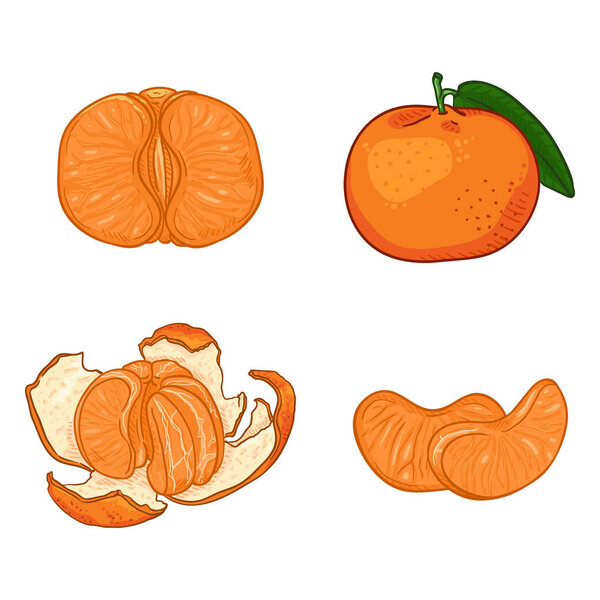depositphotos_249302442-stock-illustration-vector-set-of-cartoon-orange.jpg