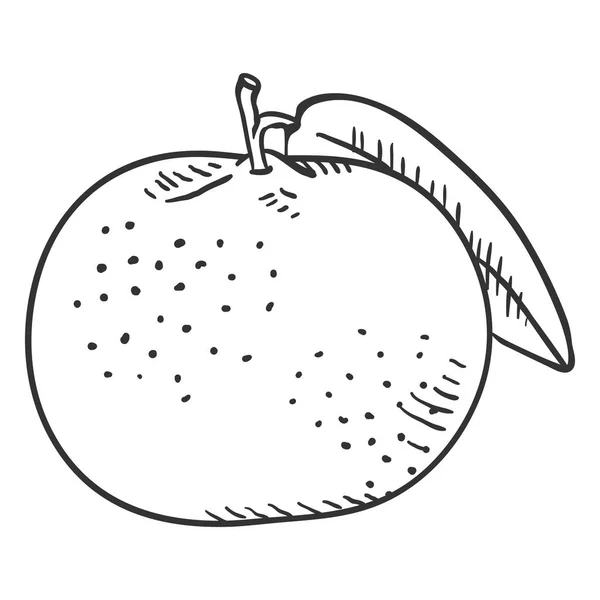 Вектор ескіз Tangerine з листя — стоковий вектор