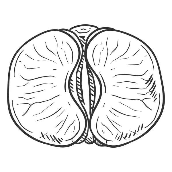 Sketch vettoriale mandarino senza buccia. Fette di mandarino — Vettoriale Stock