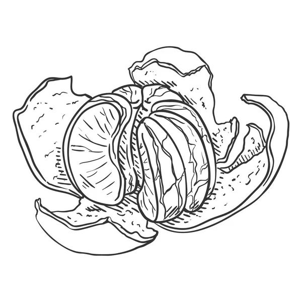 Vector Sketch rebanadas de mandarina con cáscara — Archivo Imágenes Vectoriales