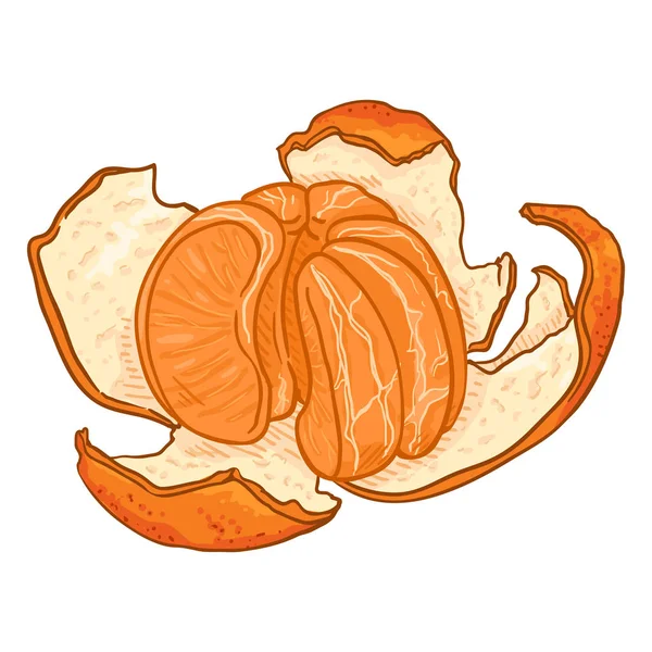 Vector Cartoon Tangerine schijfjes met schil — Stockvector