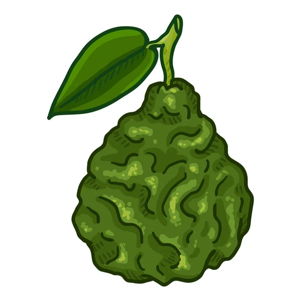 Vector Cartoon Bergamot Fruit with Leaf — Stock Vector