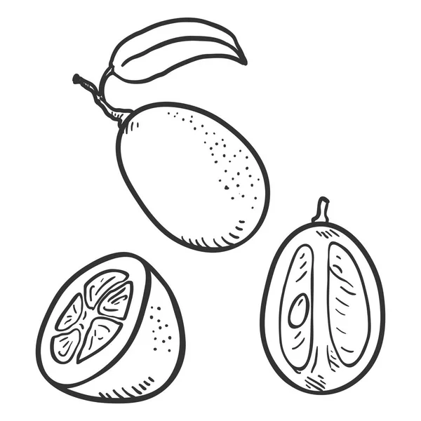 Conjunto de vectores de frutas Kumquat Sketch . — Archivo Imágenes Vectoriales