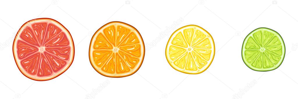 Vector Set of Circle Citrus Slices. Red Grapefruit, Orange, Yellow Lemon and Green Lime.