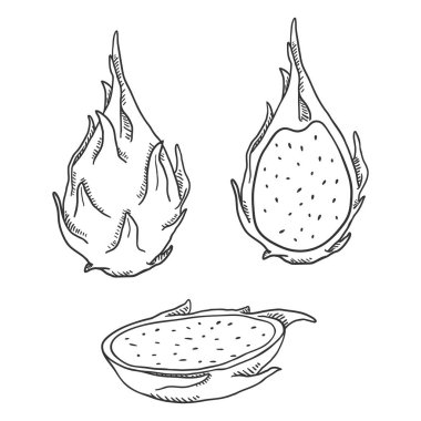 Vektör Set kroki Dragon meyve