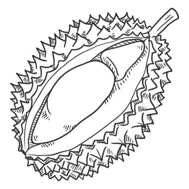 Vektör çizimi Durian meyve