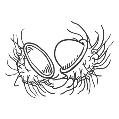 Vektör karikatür Rambutan meyve
