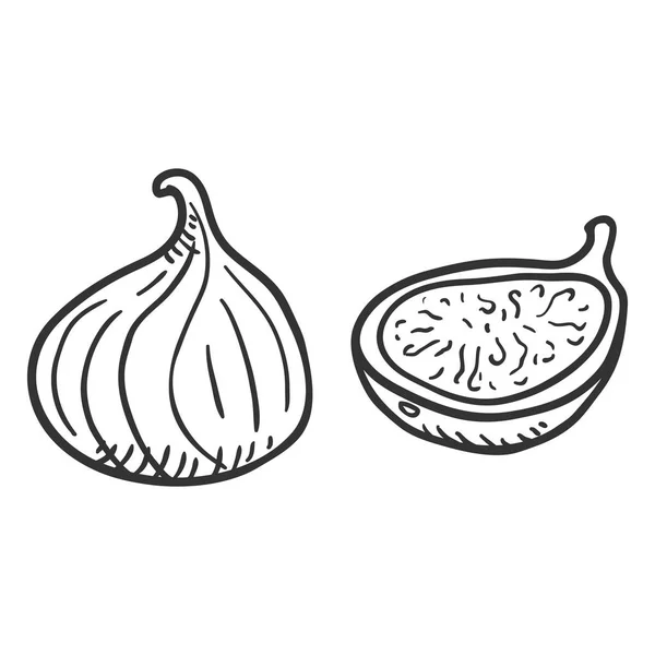 Vector Sketch Fresh Fig Fruit - Stok Vektor