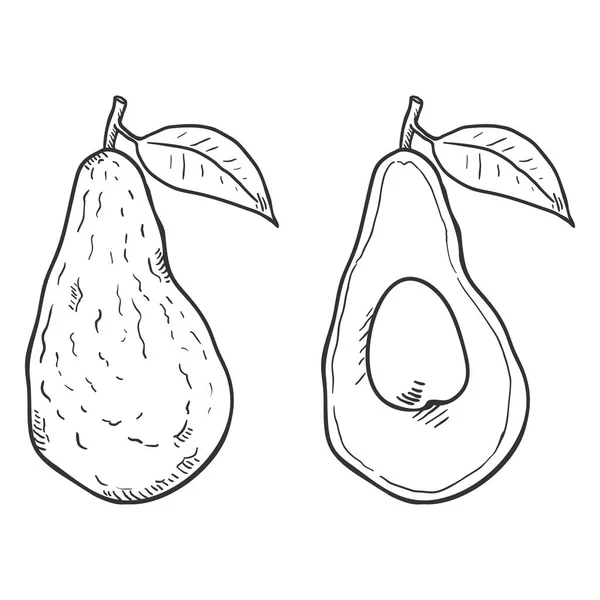 Vector Sketch Avocado Fruit. Whole and Sliced. — Stock Vector