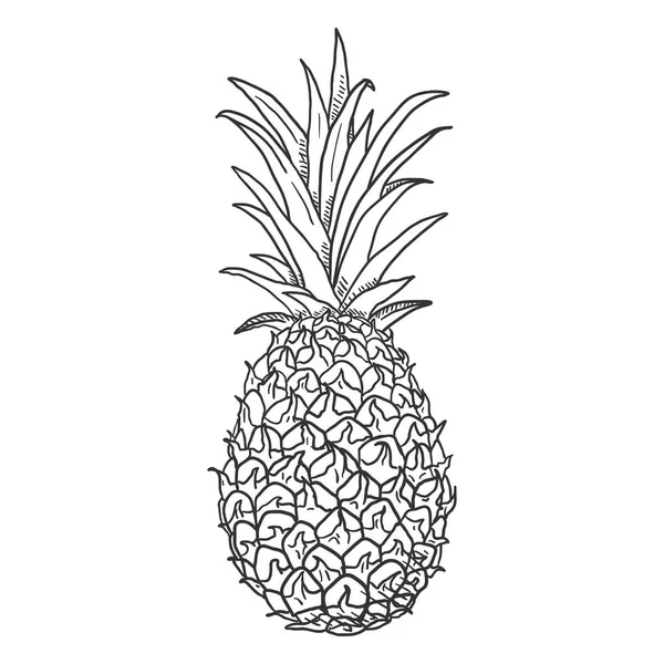 Croquis vectoriel Ananas entier — Image vectorielle