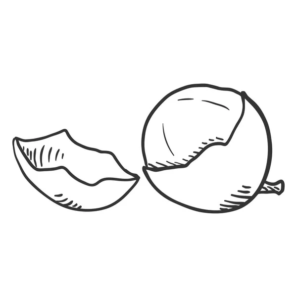 Vector esbozo Longan fruta — Vector de stock