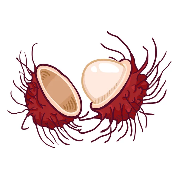 Vector Cartoon Rambutan Fruit — Stock Vector