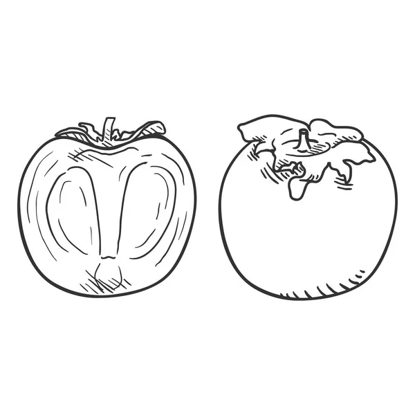 Croquis vectoriel Persimmon Fruit — Image vectorielle