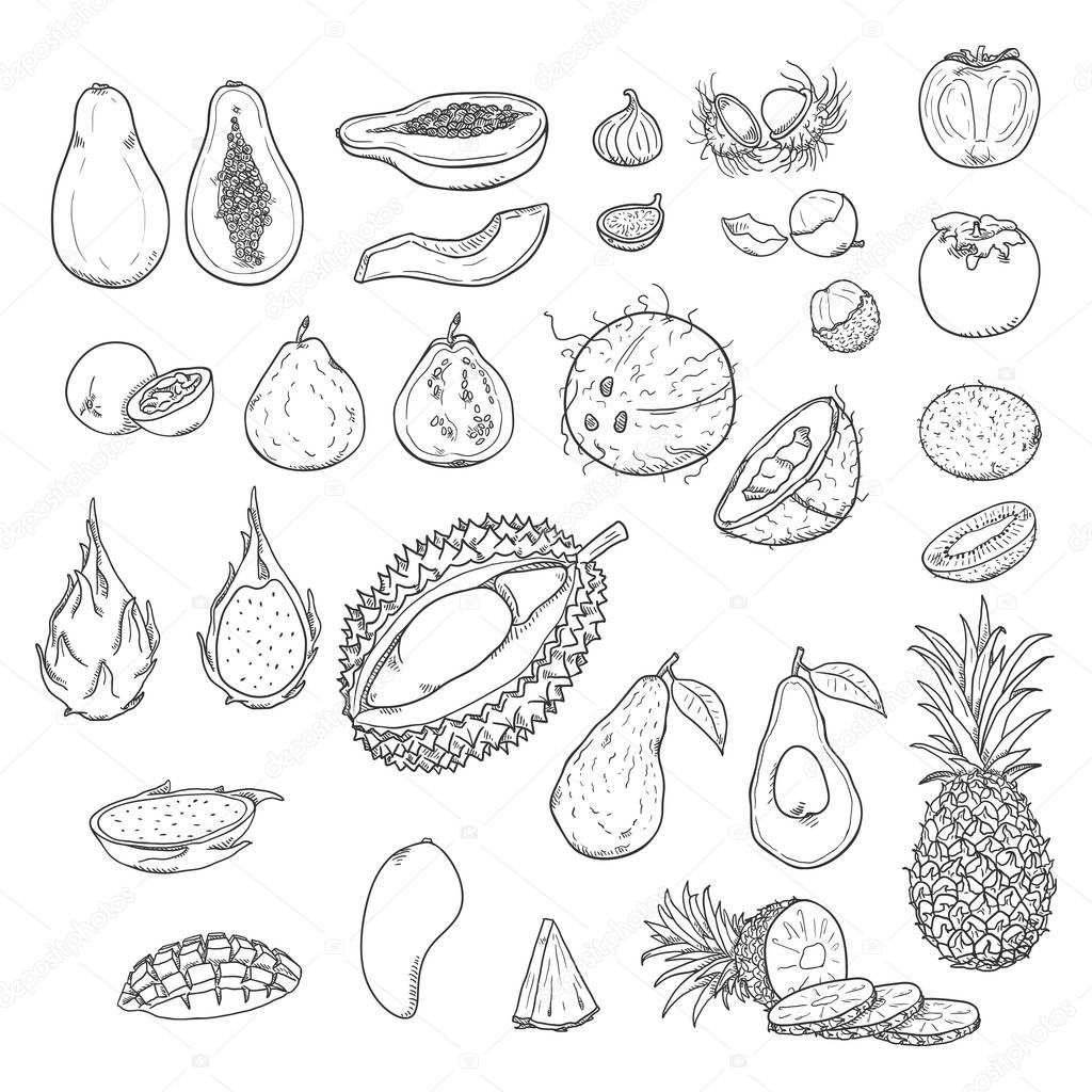 Vector Big Set of Sketch Exotic Fruits