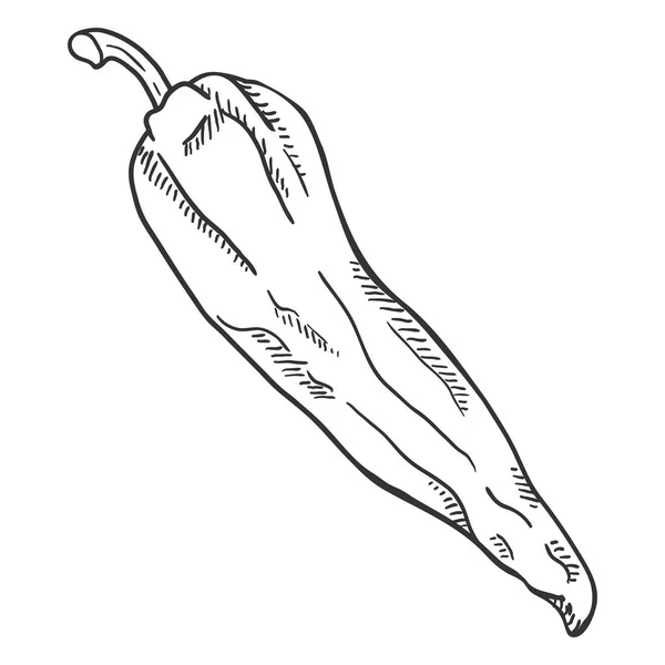 Croquis vectoriel Capsicum Pepper — Image vectorielle