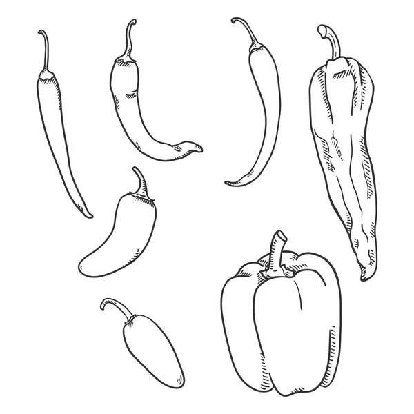 Sada vektorové skici Chilli a papriky paprika — Stockový vektor