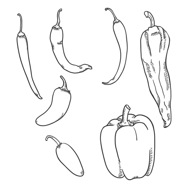 스케치 고추와 파프리카 고추의 벡터 세트 — 스톡 벡터