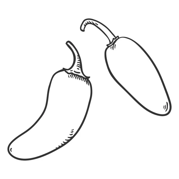 Vector Sketch Jalapeño Pepper — Archivo Imágenes Vectoriales