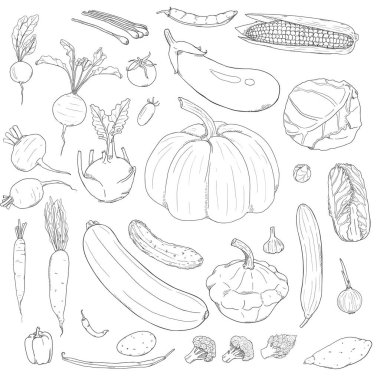 Vector set el çizilmiş kroki sebzeler