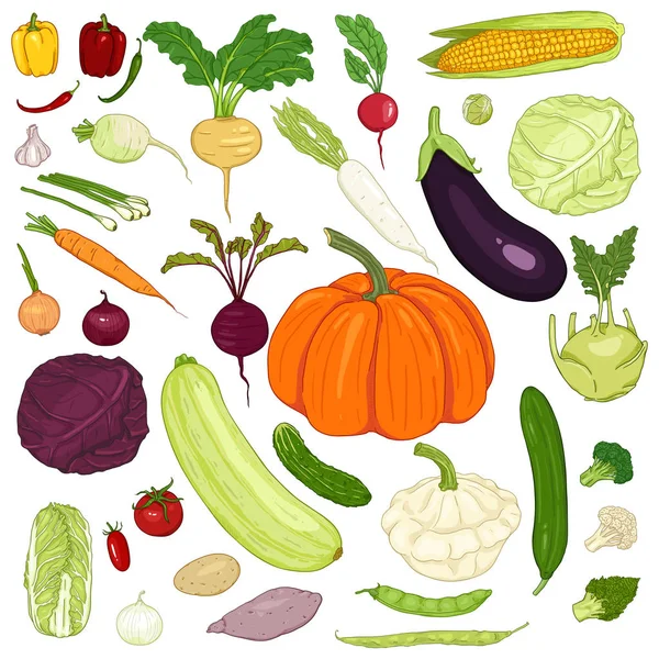 Conjunto Vectorial Verduras Colores Dibujos Animados — Vector de stock