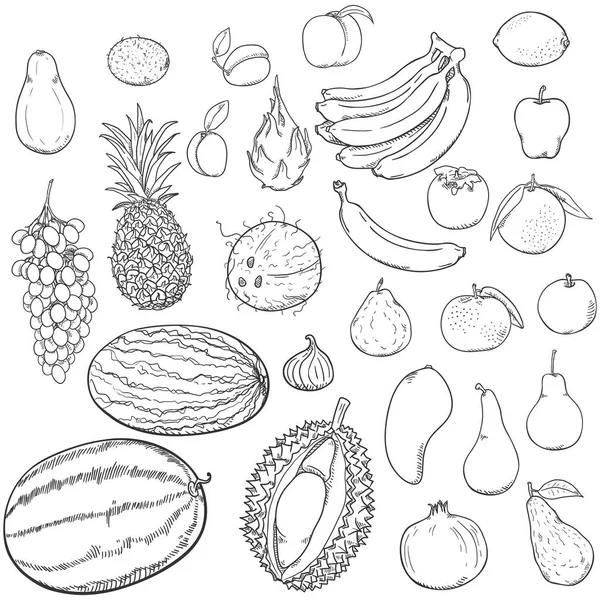 Vector Set Hand Drawn Sketch Fruits — Stock Vector
