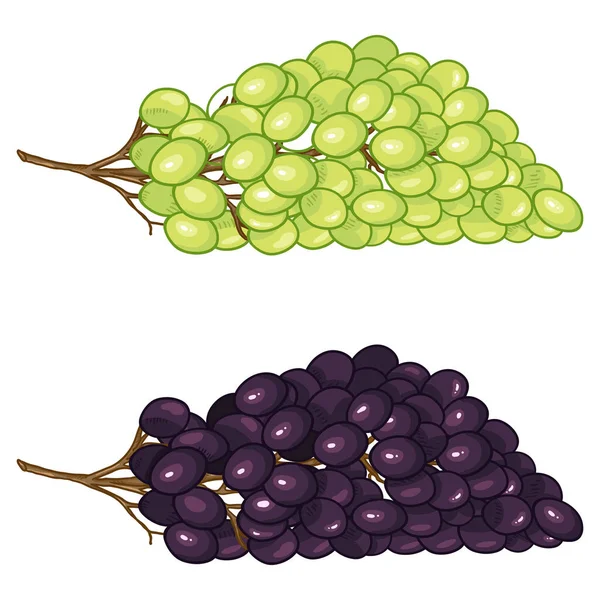 Vector Cartoon Color Set Green Black Grapes — Stock Vector
