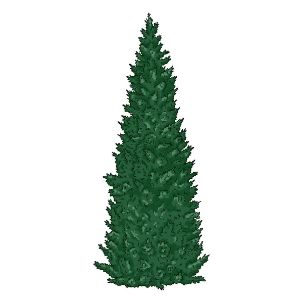 Caricature vectorielle cyprès vert arbre — Image vectorielle